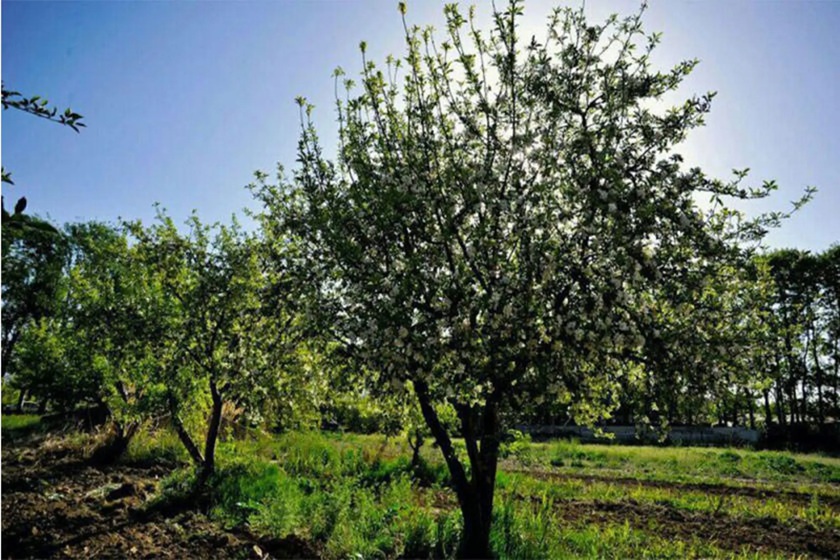 نمایندگی بوش در مهرشهر کرج